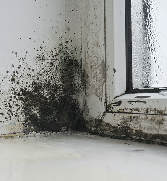 Mold growing on a wall in a room with a window, indicating potential moisture issues.