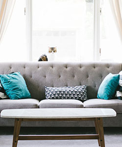 Cozy living room with a gray couch, decorative pillows, and a cat looking through a bright window.
