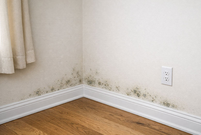 Visible mold growth on interior wall surfaces showing clear signs that mold testing is needed in a residential home in Washington, DC.
