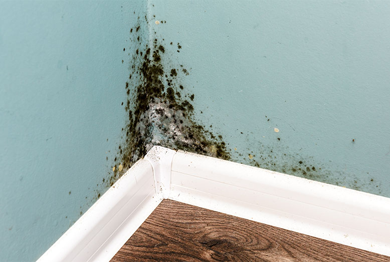 Mold growth in the corner of a room with aqua blue walls, near a white baseboard, on a wooden floor.