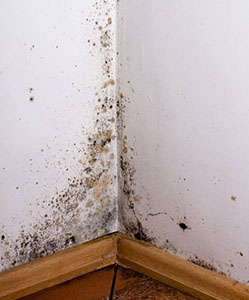 Moldy corner of a room featuring a white wall and a wooden floor, indicating neglect and potential health hazards.