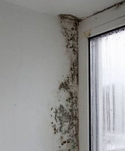 Mold growing on the window sill in a room, indicating potential moisture issues and lack of ventilation.